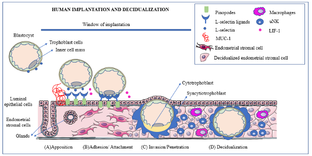 Implantation and Decidualization