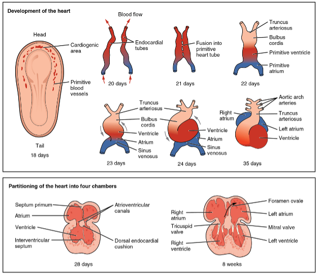 Human Embryology: A brief introduction to the subject