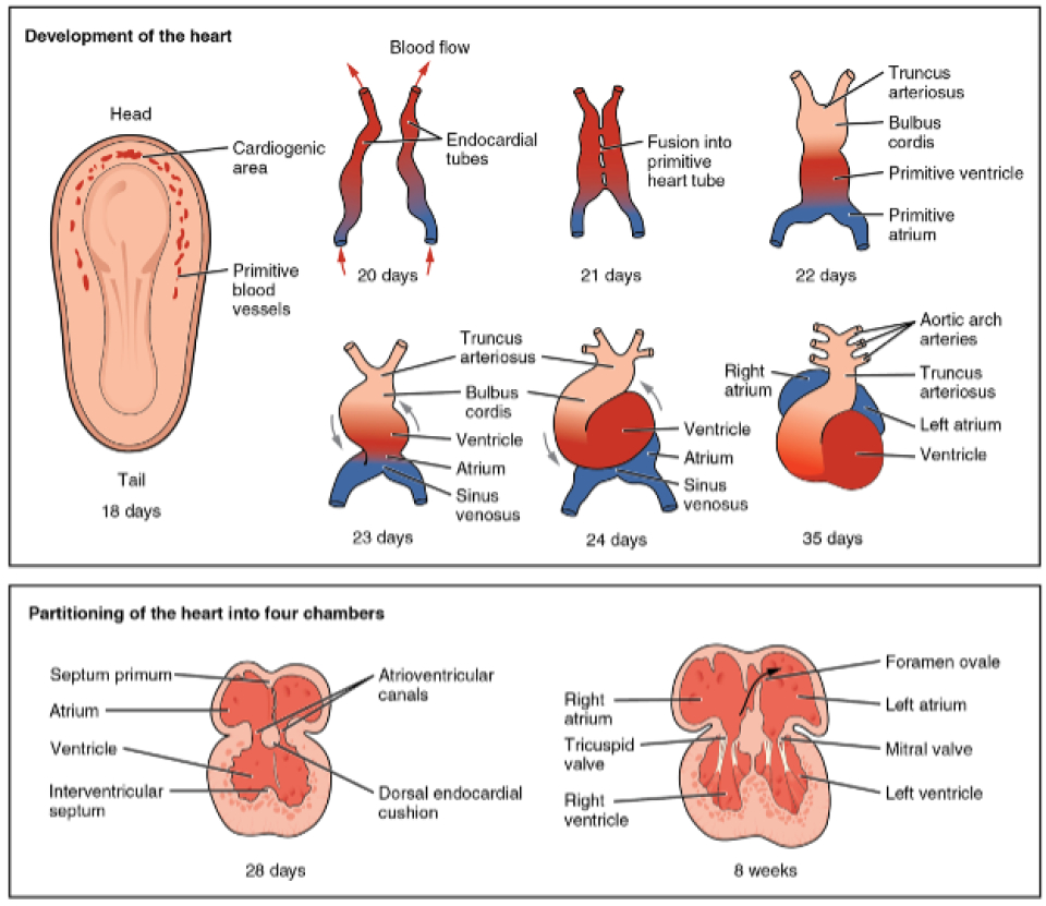 Illustration from Anatomy &amp; Physiology, Connexions Web site. http://cnx.org/content/col11496/1.6/, Jun 19, 2013. Accessed